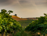 中文下载站下载_中文下载软件_wine中文 下载