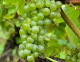中文下载软件_wine中文 下载_中文下载站下载