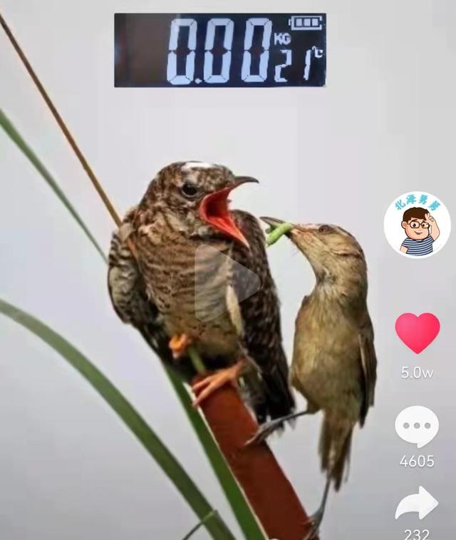 iphone自带图标恢复_苹果恢复大师图标_图标大师苹果恢复出厂设置