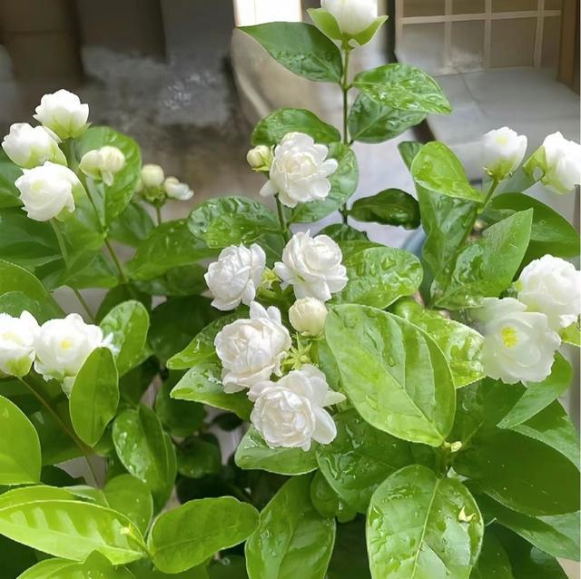 ghost香水价格_ghost香水品牌介绍_香水品牌集合