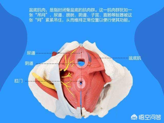 肛门半失禁_肛门半失禁_肛门半失禁