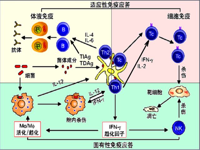 药物病治疗罗恩克菌的原理_克罗恩病的药物治疗_罗克罗恩病
