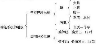 a神经系统,神经系统的概述